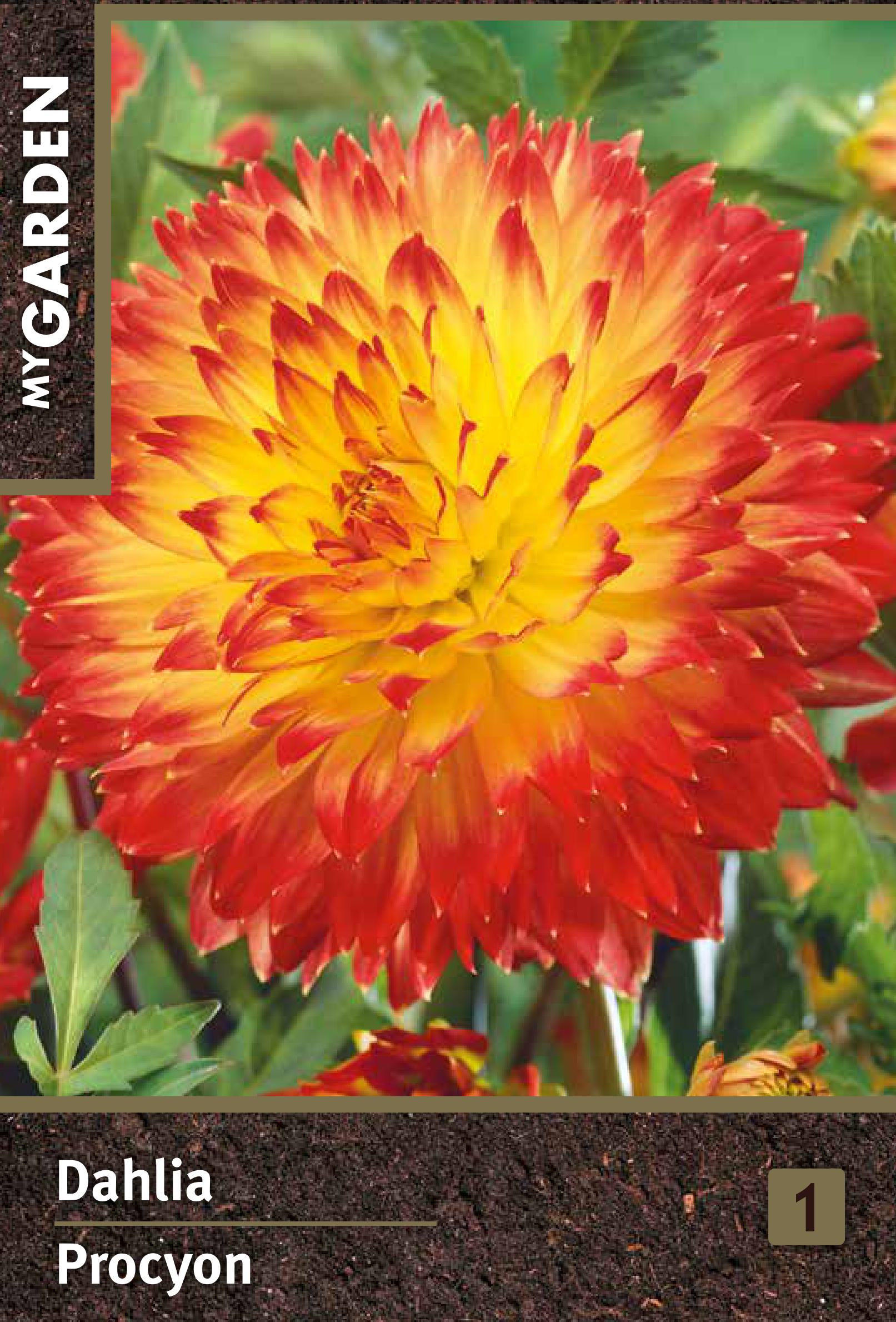 Изображение товара Георгина декоративная Процион яркое цветущее растение для сада