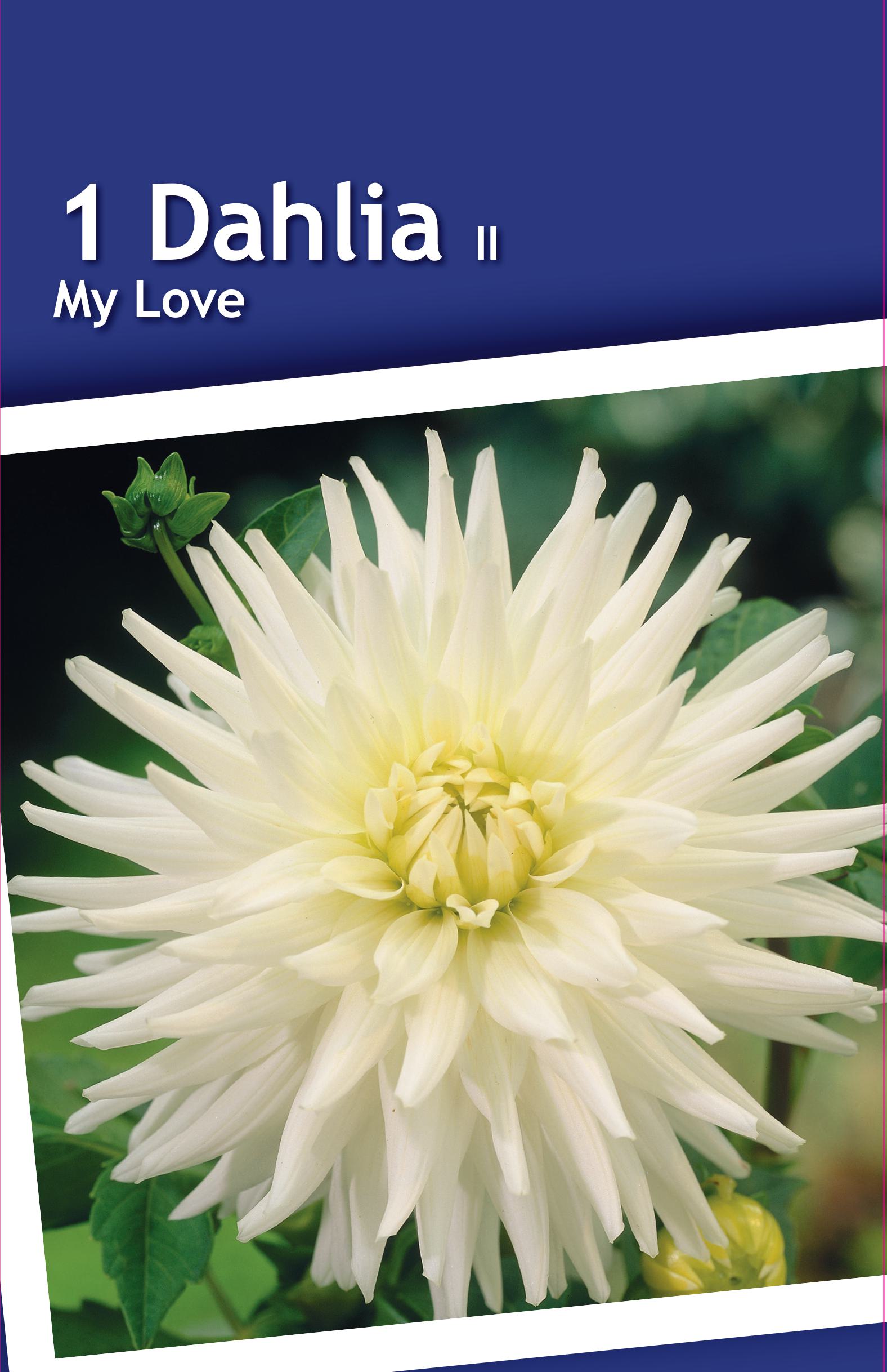 Изображение товара Георгина кактусовая Май Лав клубни для высадки в открытом грунте