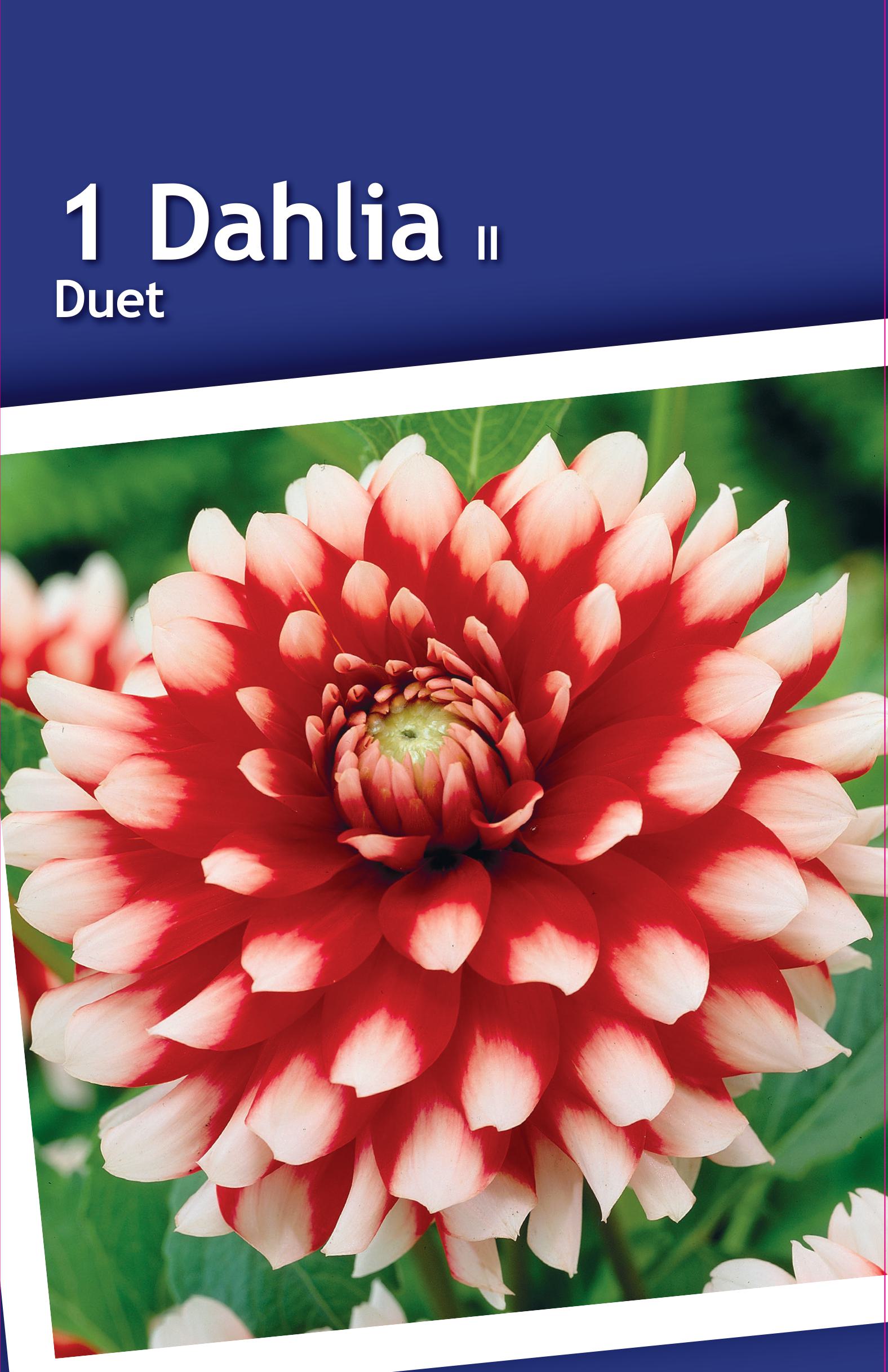 Изображение товара Георгина декоративная Дуэт 100 см красная с белыми кончиками для клумб и срезки