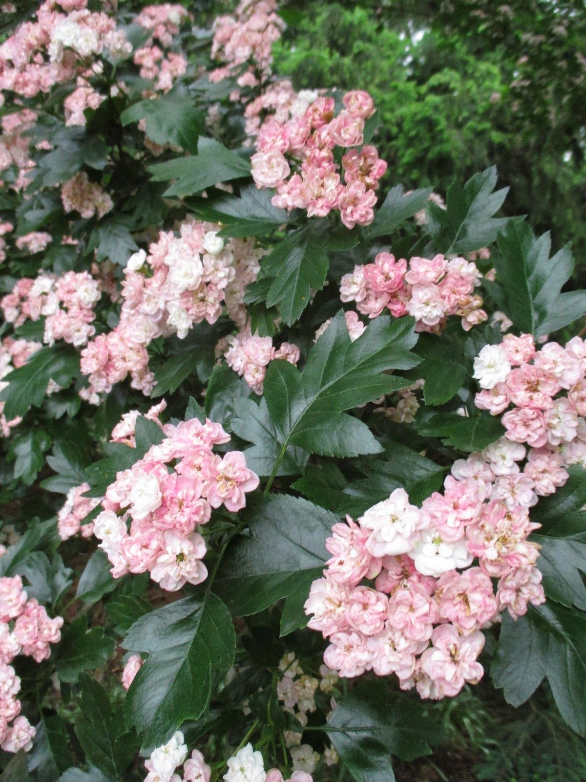 Изображение товара Растение ПОИСК БОЯРЫШНИК ТОБА С1 Н60