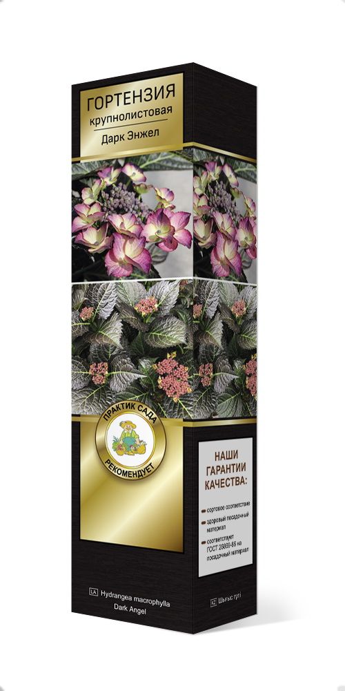 Изображение товара Растение ПОИСК ГОРТЕНЗИЯ ДАРК ЭНЖЕЛ С1 Н37