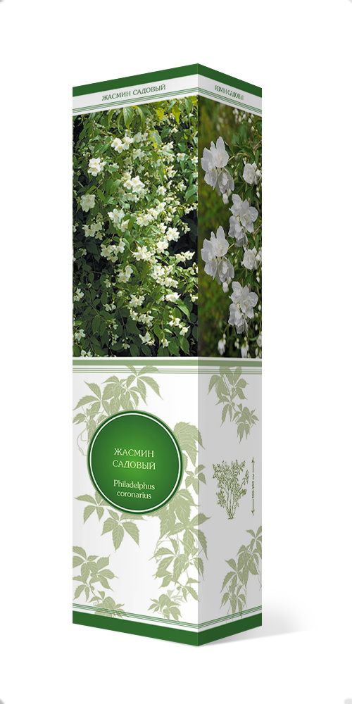 Изображение товара Растение ПОИСК ЖАСМИН БЯЛЫ КАЗЕЛ С1 Н37