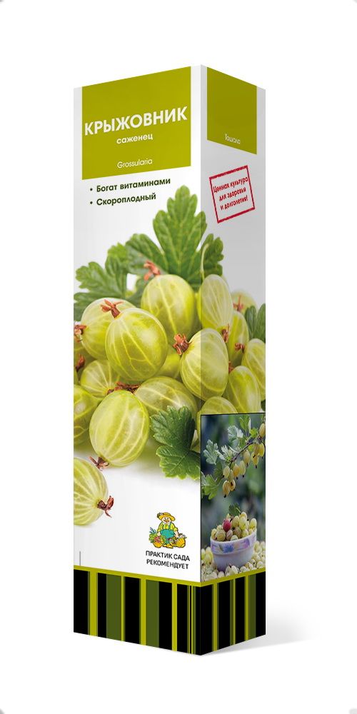 Изображение товара Растение ПОИСК КРЫЖОВНИК ХИННОН ПУНАЙНЕН С1 Н37