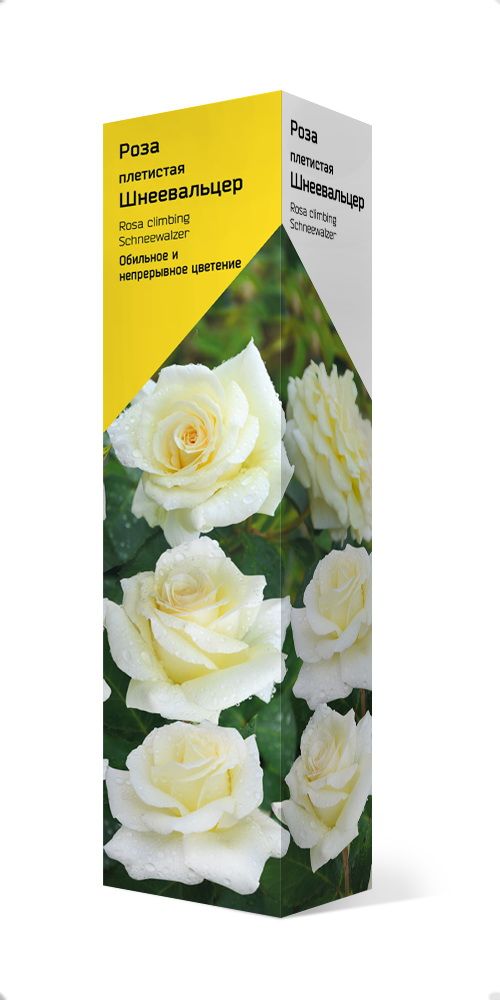 Изображение товара Растение ПОИСК РОЗА ПЛЕТИСТАЯ ШНЕЕ- ВАЛЬЦЕР С1 Н37