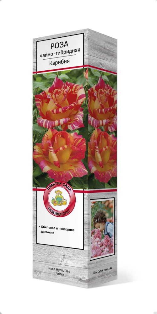 Изображение товара Растение ПОИСК РОЗА ЧГ КАРИБИЯ С1 Н37