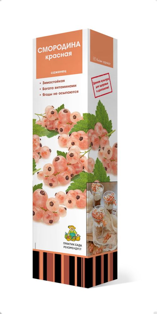 Изображение товара Саджанец смородины ГОЛЛАНД. КРАСНАЯ позднего срока созревания
