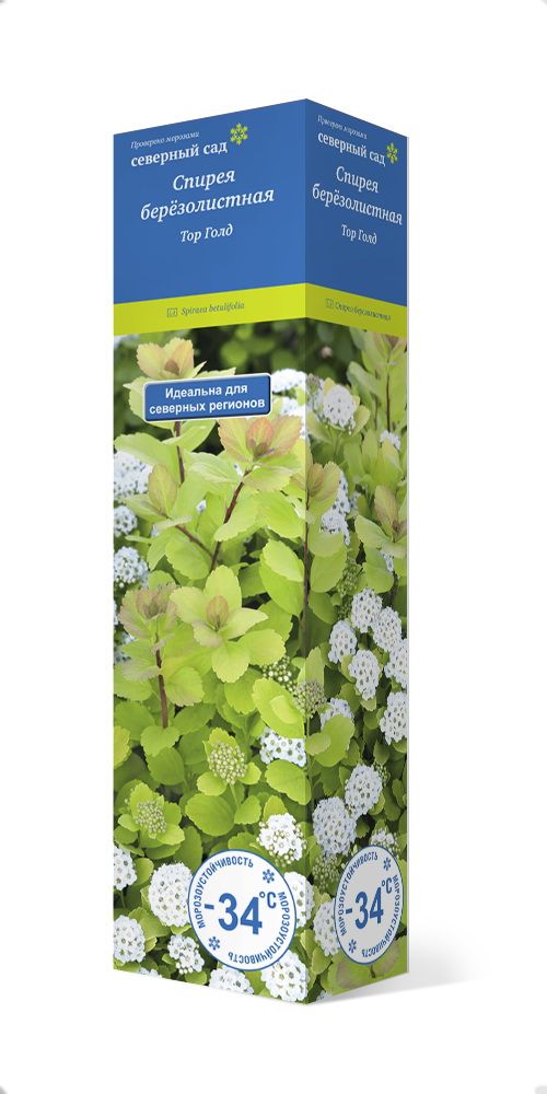 Изображение товара Растение ПОИСК СПИРЕЯ ТОР ГОЛД С1 Н37 кустарник цветущий летом
