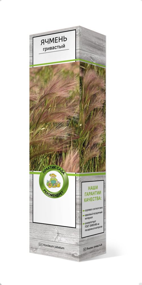 Изображение товара Растение ПОИСК ЯЧМЕНЬ ГРИВАСТЫЙ С1 Н37