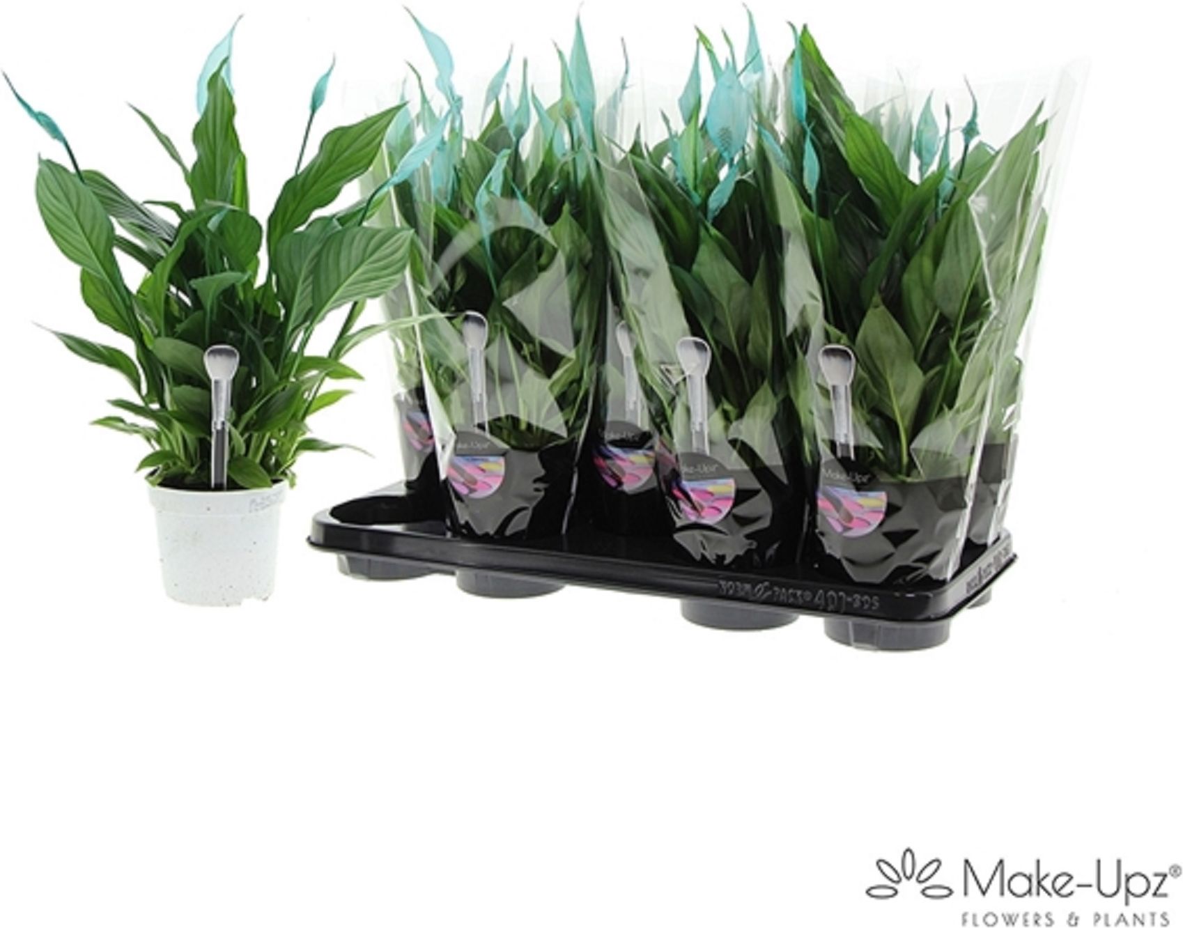 Изображение товара Растение спат ифиллум беллини D13 H35 см - декоративное цветущее растение для дома и сада