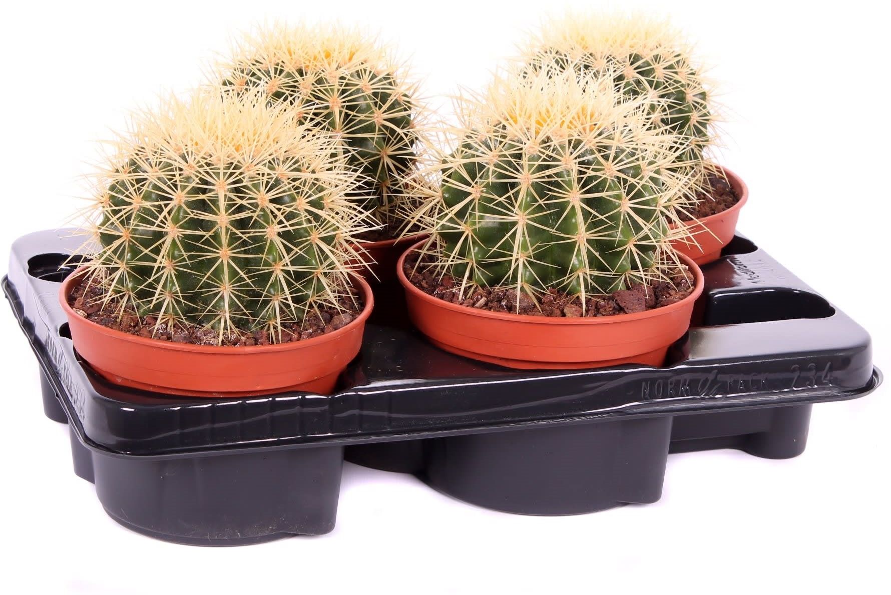 Ашан кактус. Ашан кактусы. Ашан цветы. Голландский определитель кактусов маммиллярия. Ашан кактус.