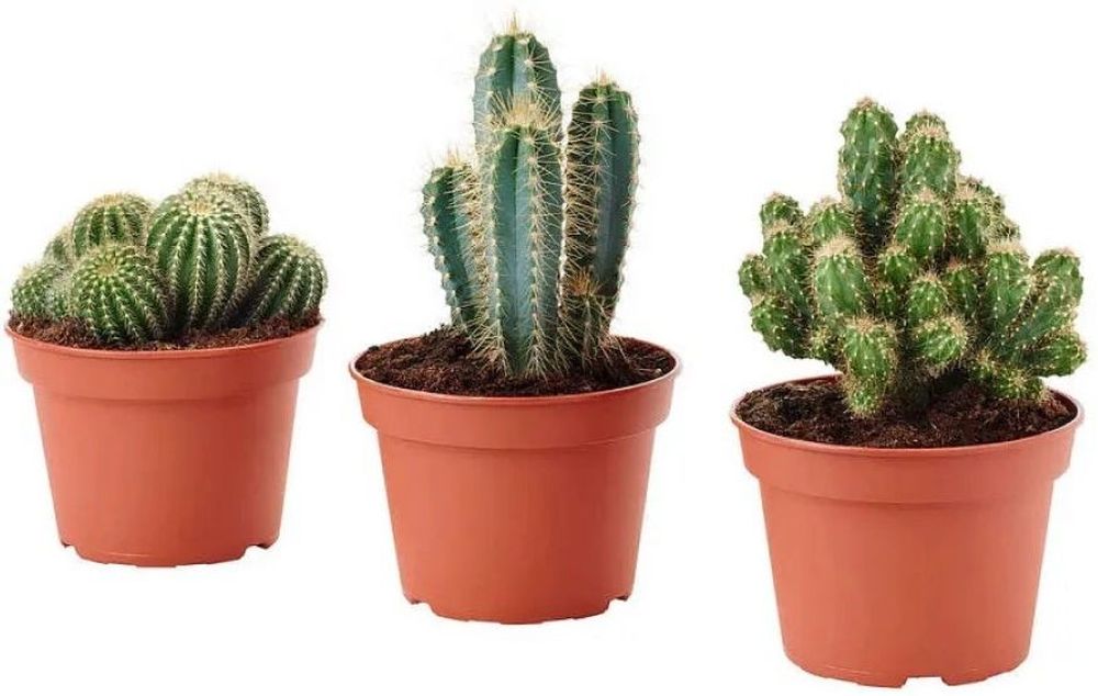 Изображение товара Растение Кактус микс 25 см в горшке 12 см декоративное многолетнее