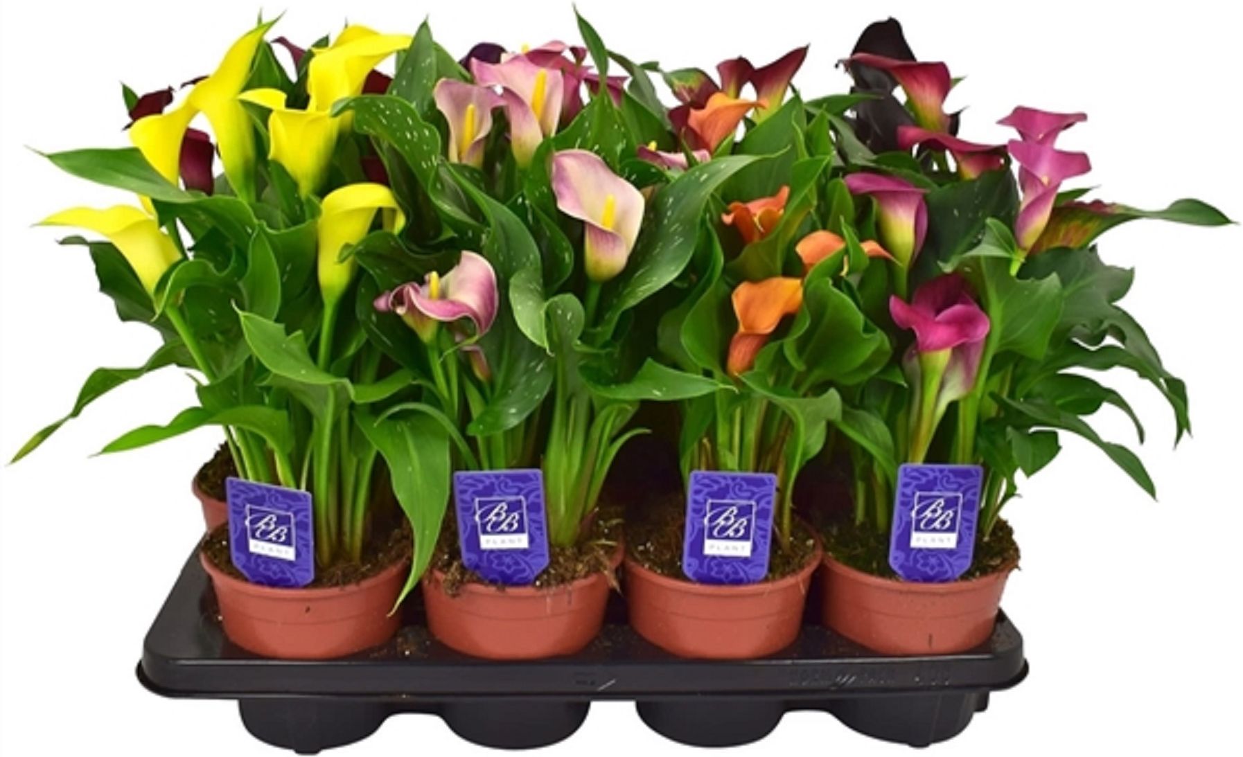 Изображение товара Растение калла микс D12 H45 см