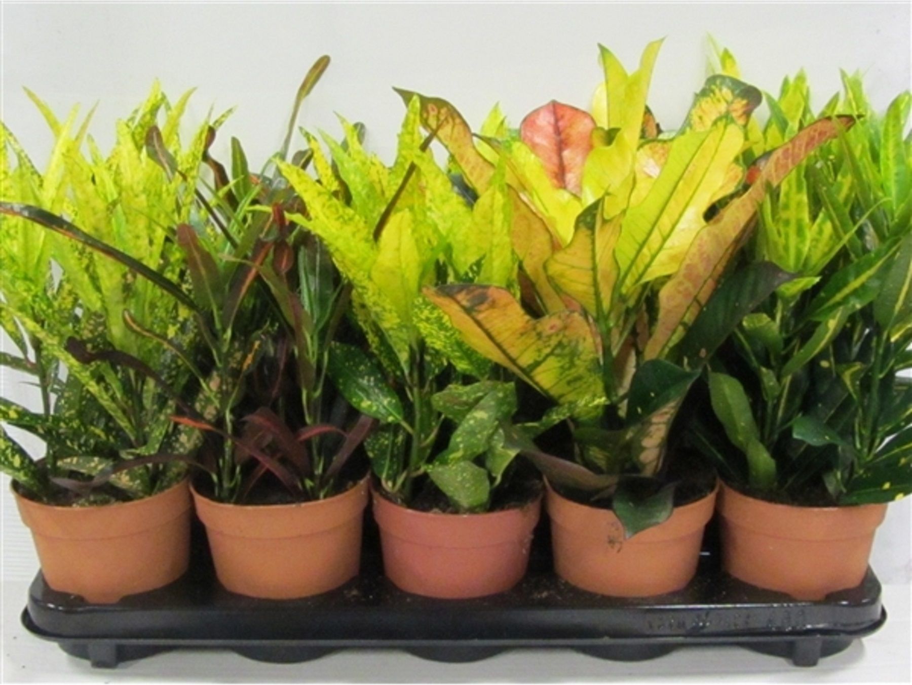 Изображение товара Растение кодиеум микс D13 H35 см