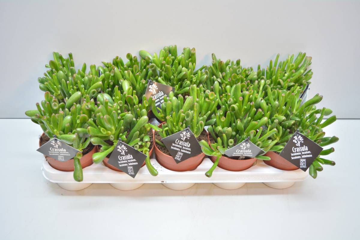 Изображение товара Растение Крассула микс 10 см