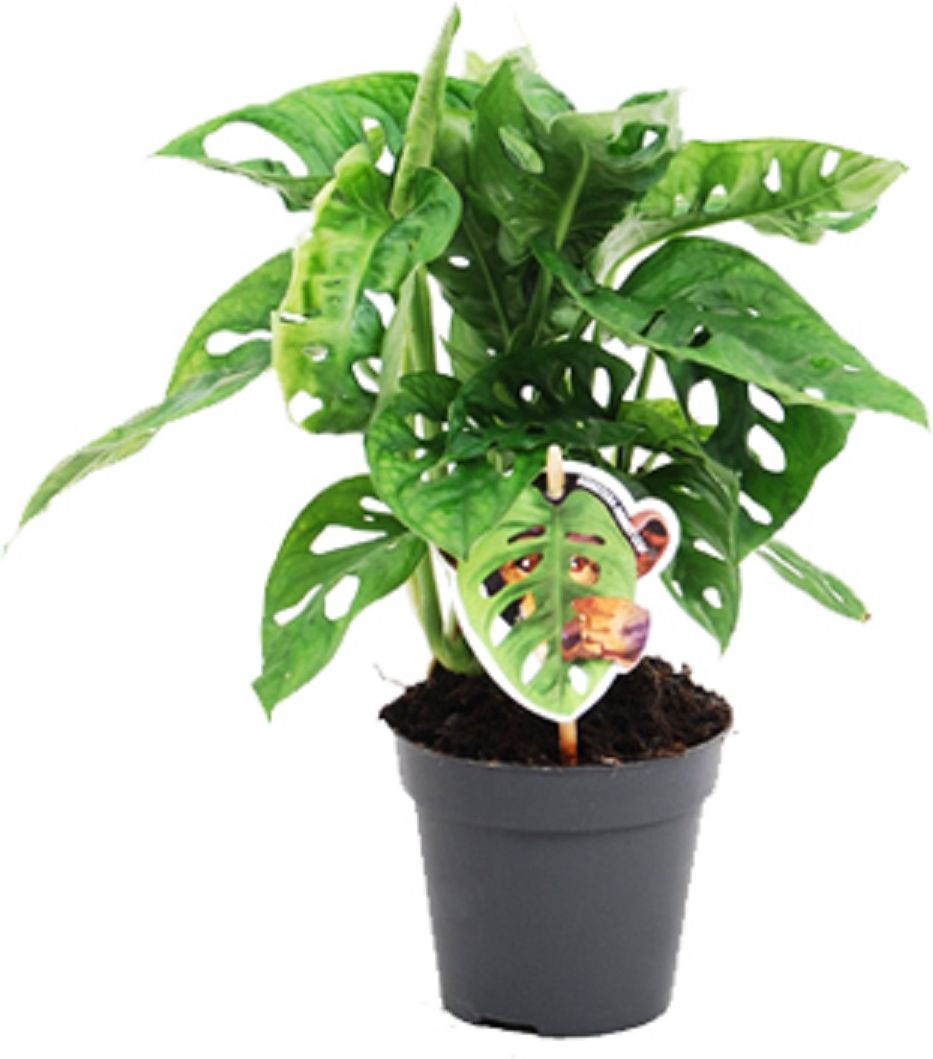 Изображение товара Декоративное искусственное растение монстера манки мэск D15 H65 см