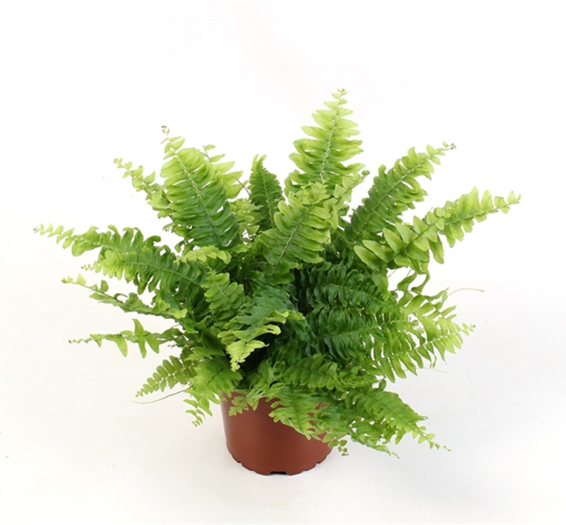 Изображение товара Нефролепис грин момент D12 H12 см - живое растение для интерьера