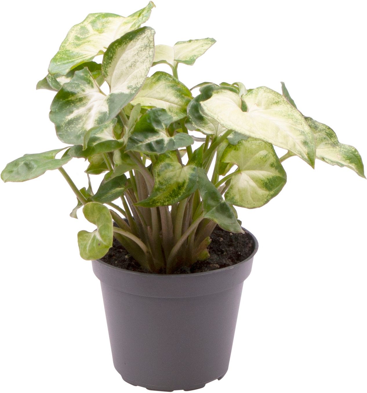 Изображение товара Растение сингониум микс D14 H25 см для декора