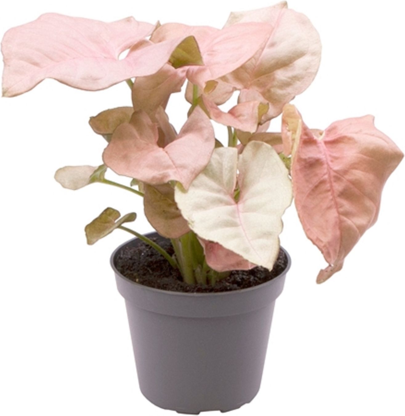 Изображение товара Растение сингониум неон робус та D7 H15 см - декоративное комнатное растение