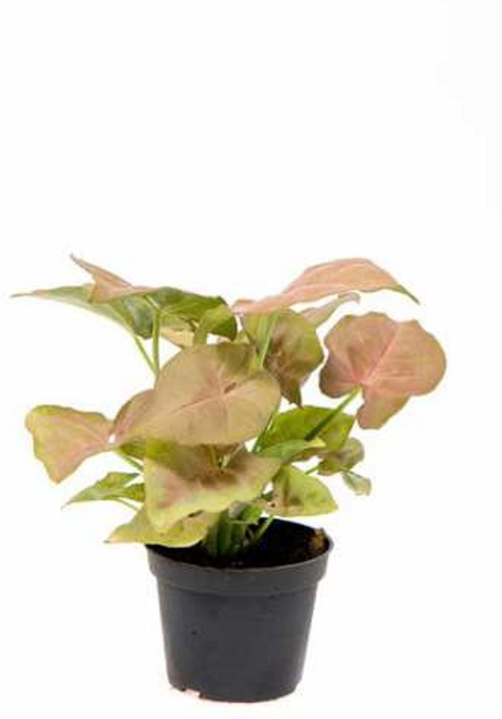 Изображение товара Комнатное растение сингониум ред харт D14 H30 см декоративное