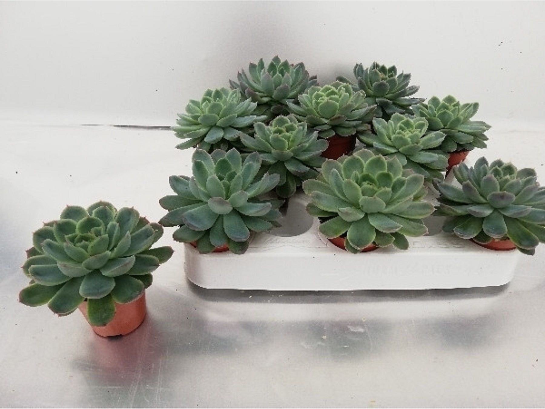 Изображение товара Растение эхеверия микс D5,5 H8 см для интерьера и подарков