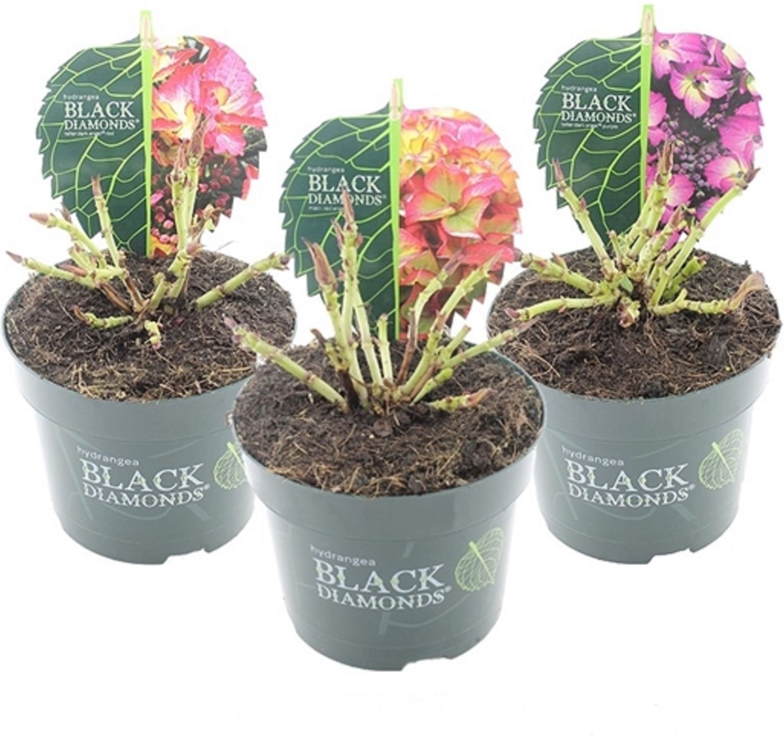 Изображение товара Растение Гортензия блек даймо нд микс с2 H15-20 см