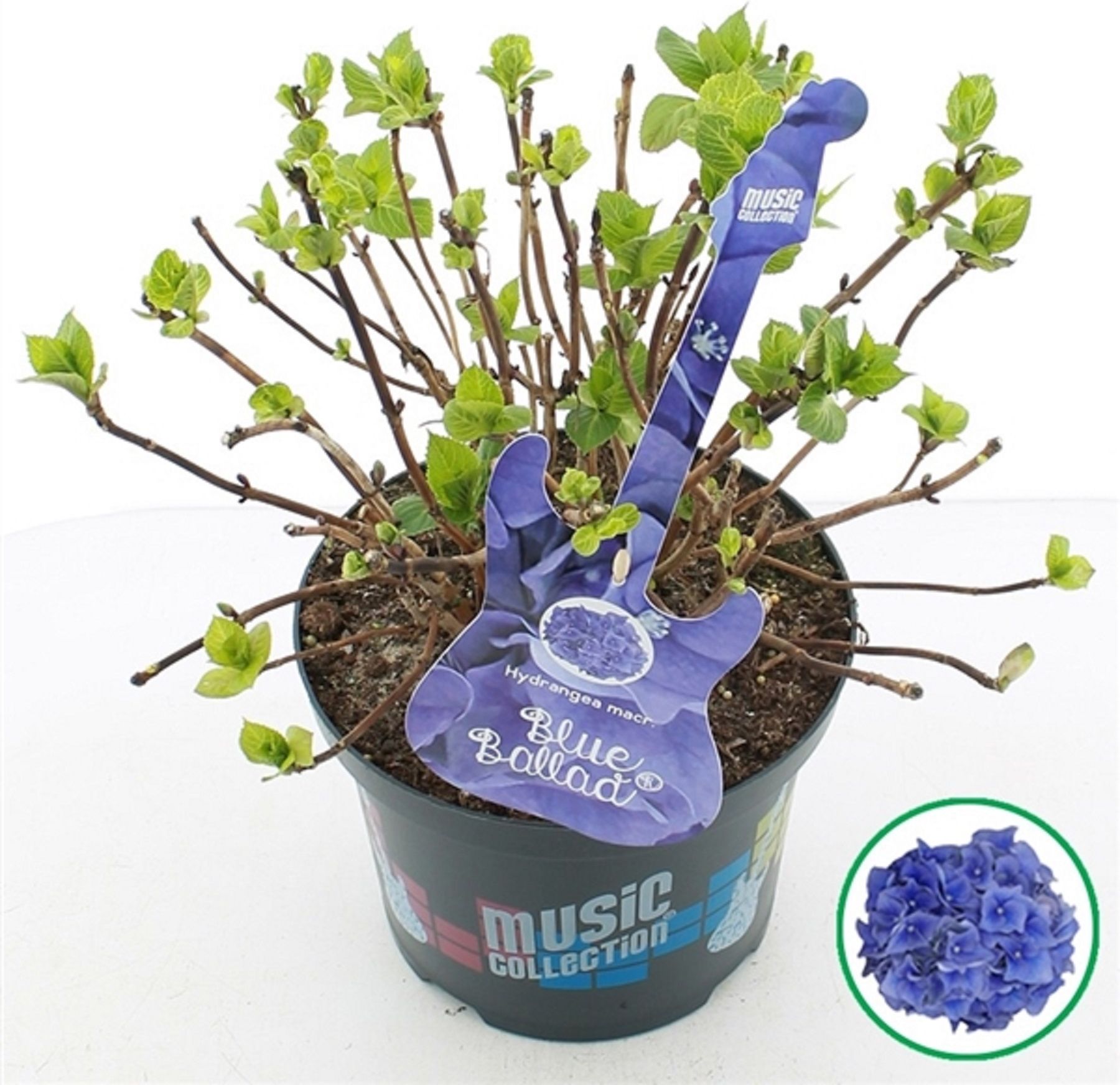 Изображение товара Растение Гортензия крупнолист голубая с2 H15-20 см