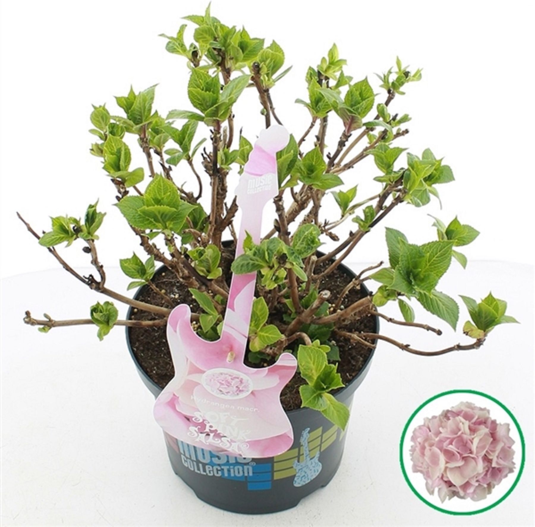 Изображение товара Растение Гортензия крупнолист розовая с2 H15-20 см