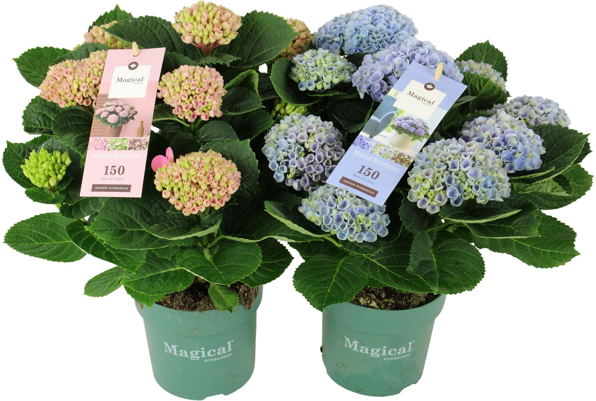 Изображение товара Растение Гортензия фор сизон микс с2 H15-20 см