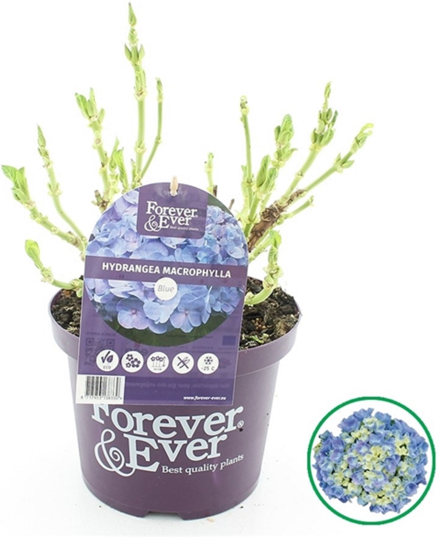 Изображение товара Растение Гортензия форевер эвер микс с2 H15-20 см