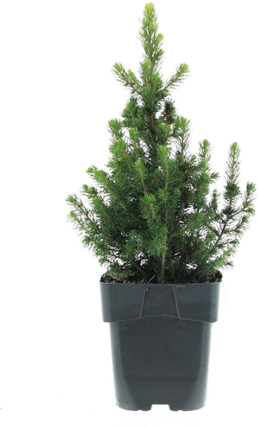 Изображение товара Растение Ель канадская дэйзи уайт 882281 С2 H15-20 декоративное для сада и интерьера