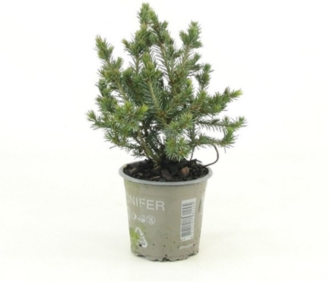 Изображение товара Декоративное искусственное растение Ель канадская эхиниформ 882298