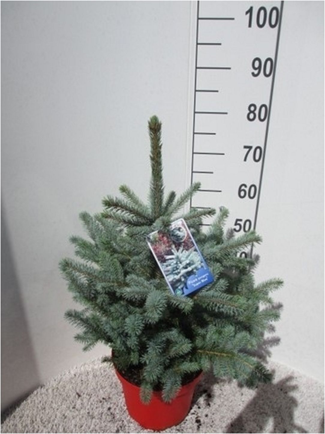 Изображение товара Ель голубая колючая Super Blue 50 см растет медленно, 20 м в высоту