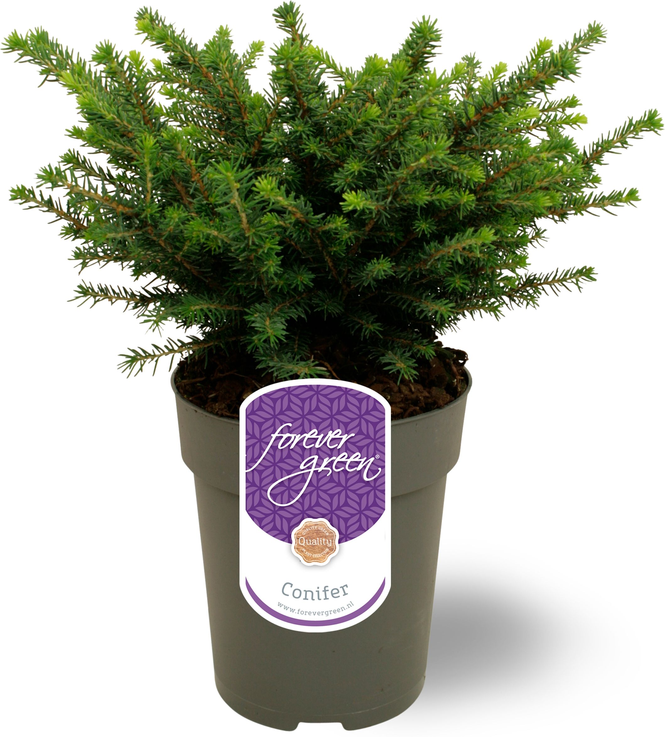 Изображение товара Ель сербская карел 882311 С2 H15-20 для вашего сада