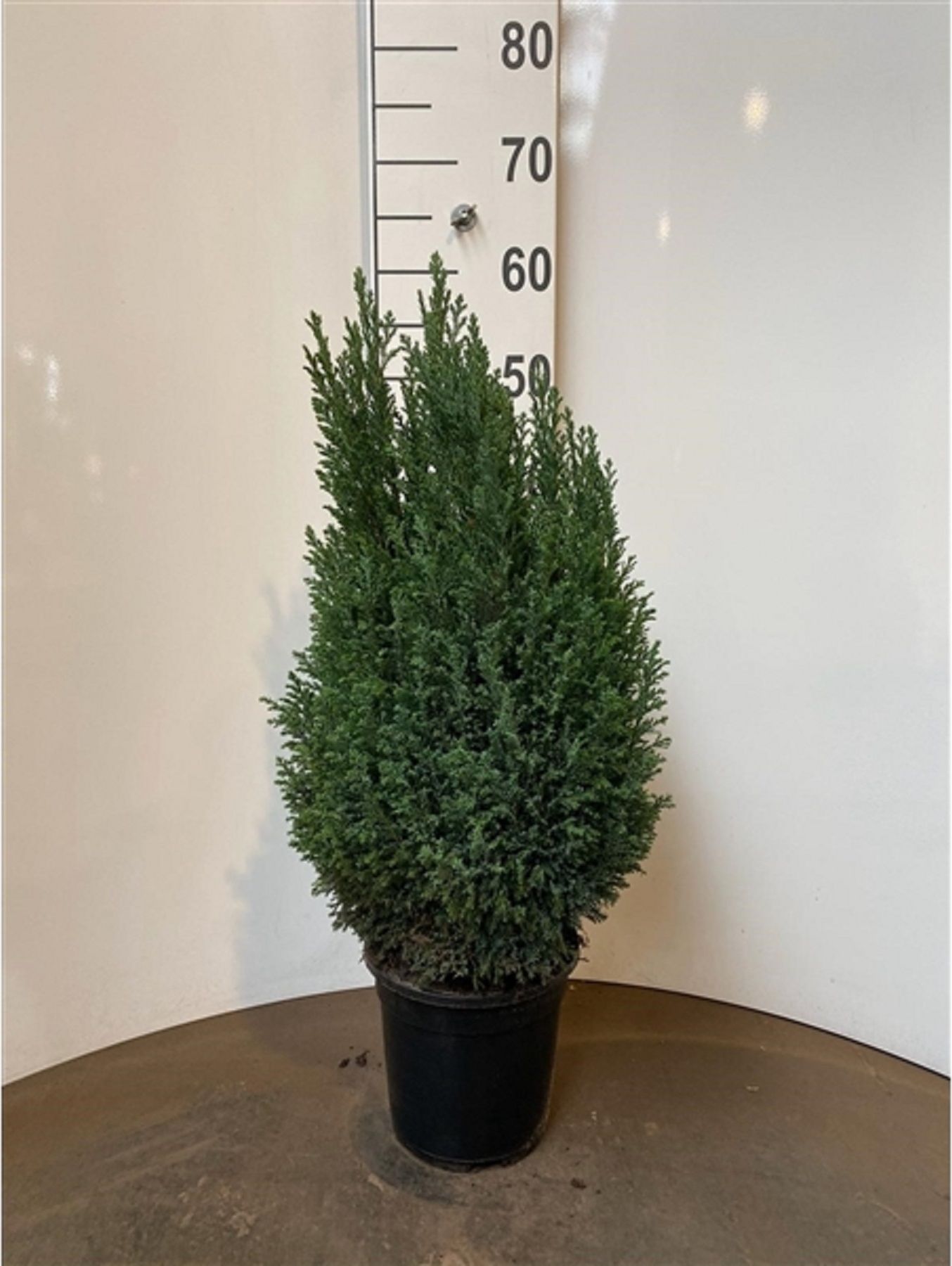 Изображение товара Растение Кипарисовик лавсона элвуди 883493 C5 H60-80 зимостойкое хвойное растение