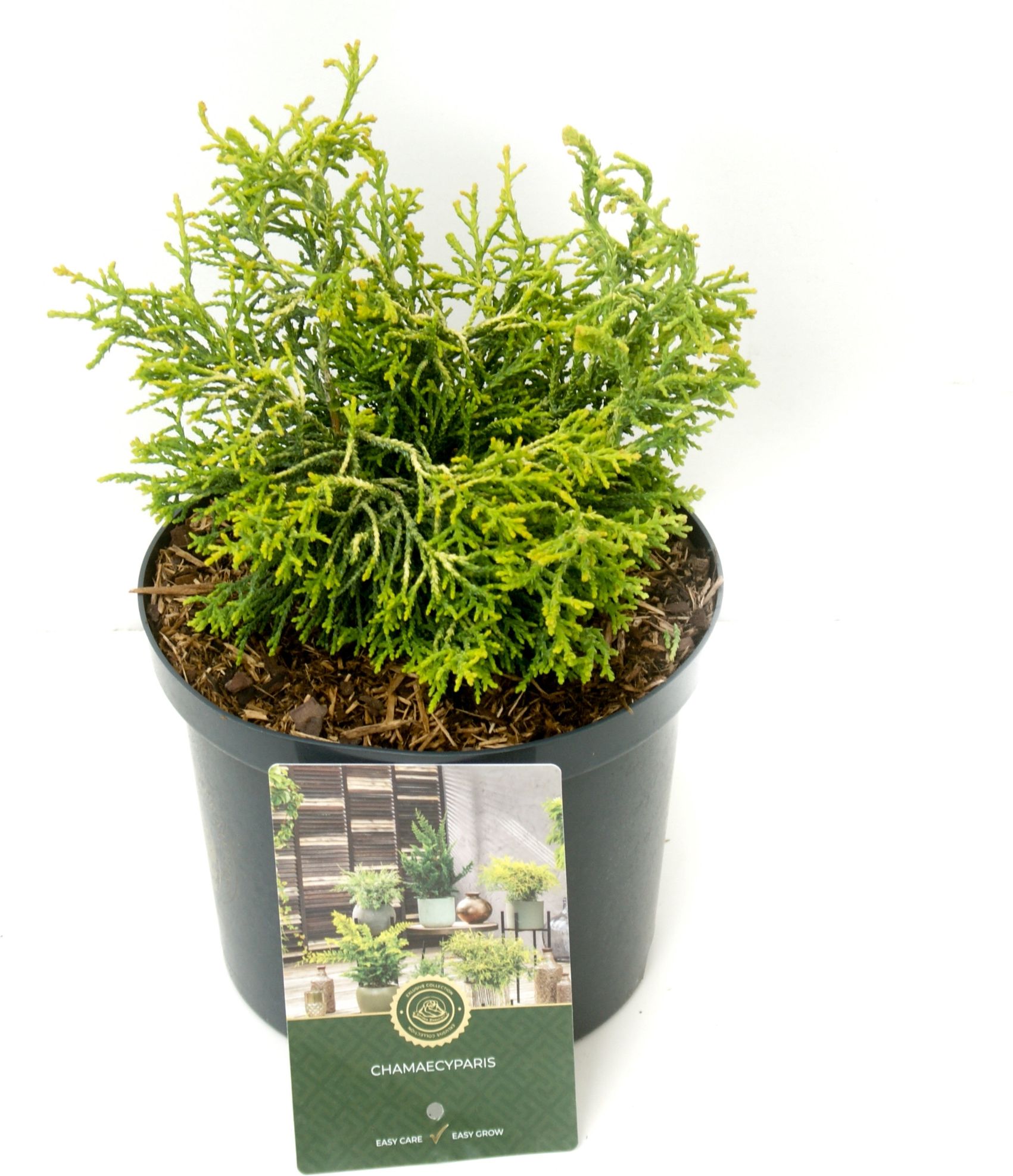 Изображение товара Растение Кипарисовик тсатсуми голд 883561 C5 H30-40