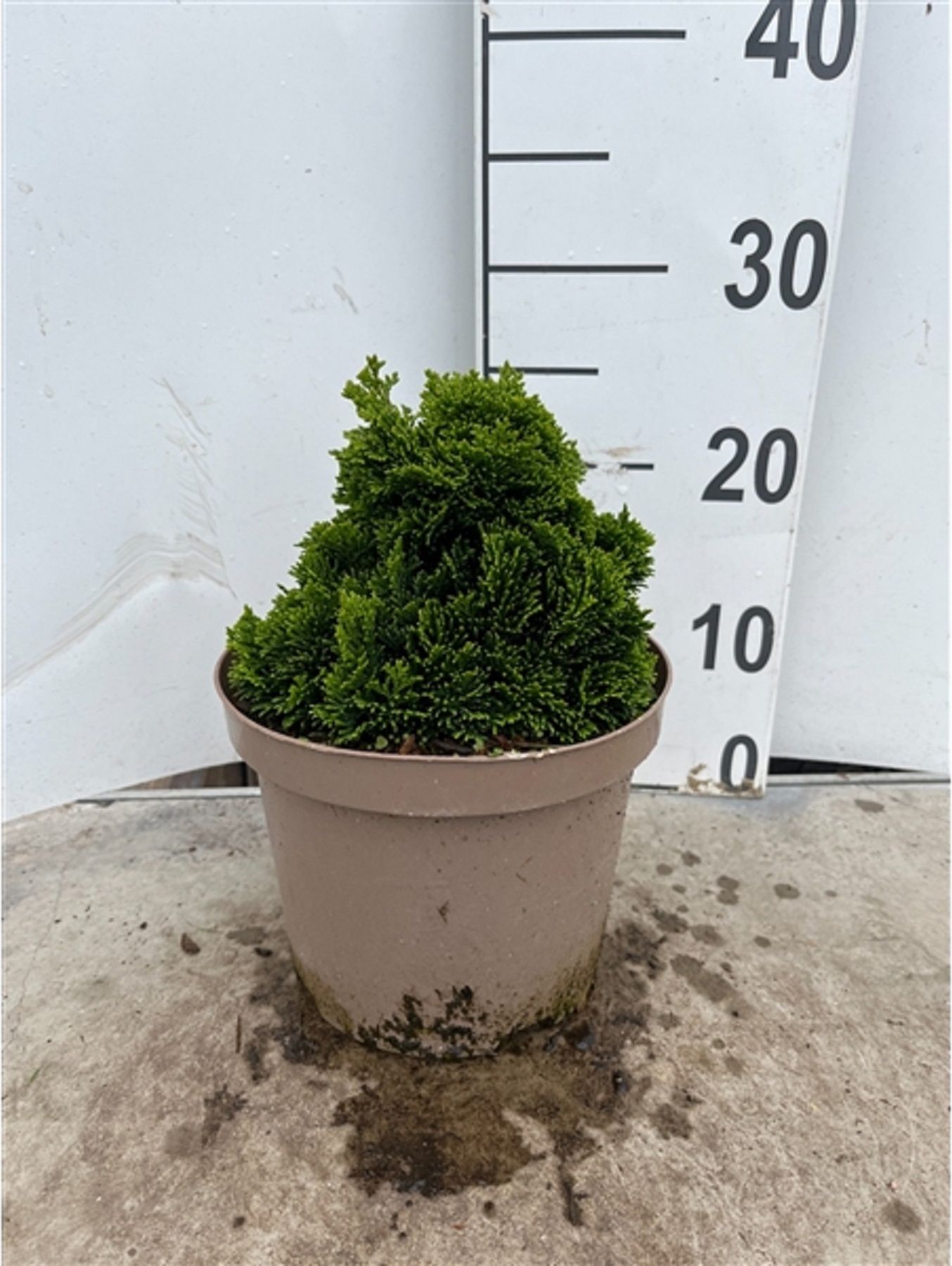 Изображение товара Растение Кипарисовик тупой нана грацилис 884216 C5 H35-40 - декоративное хвойное растение