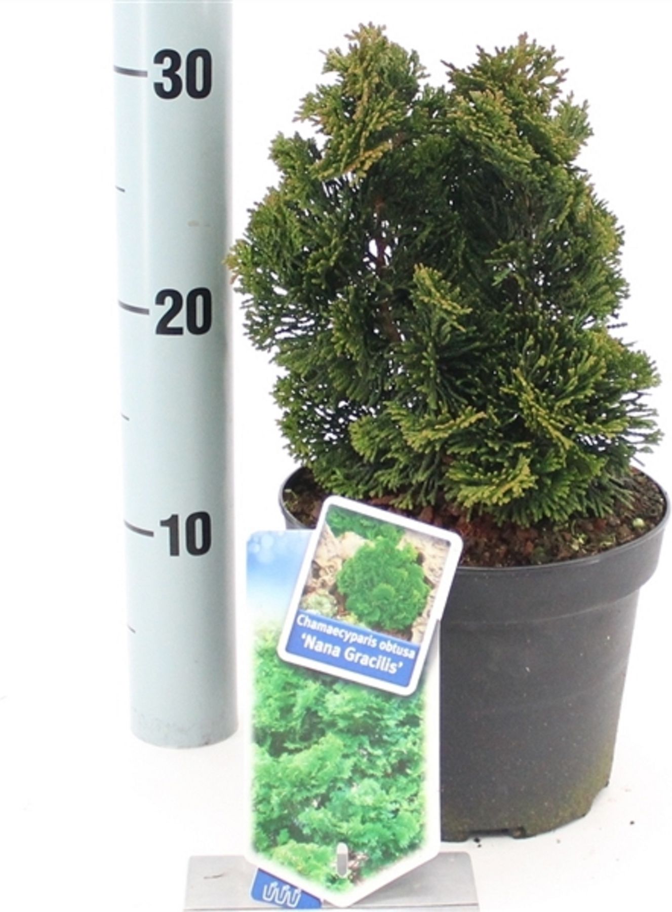 Изображение товара Растение Кипарисовик тупой нана грацилис 882687 С2 H20-25 для ландшафтного оформления