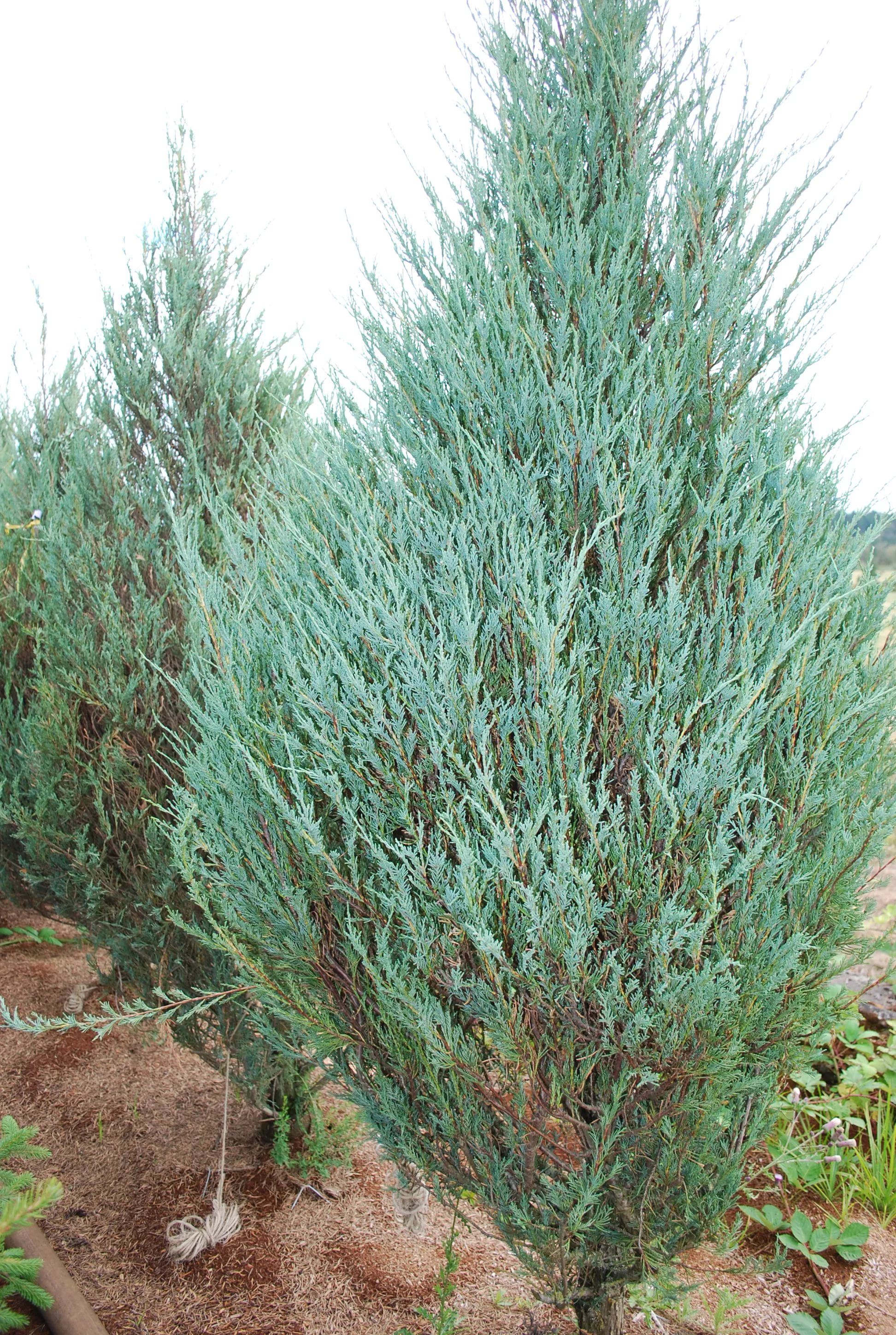 Изображение товара Можжевельник вергинский Мунглоу 1 шт., высота 80 см, в контейнере