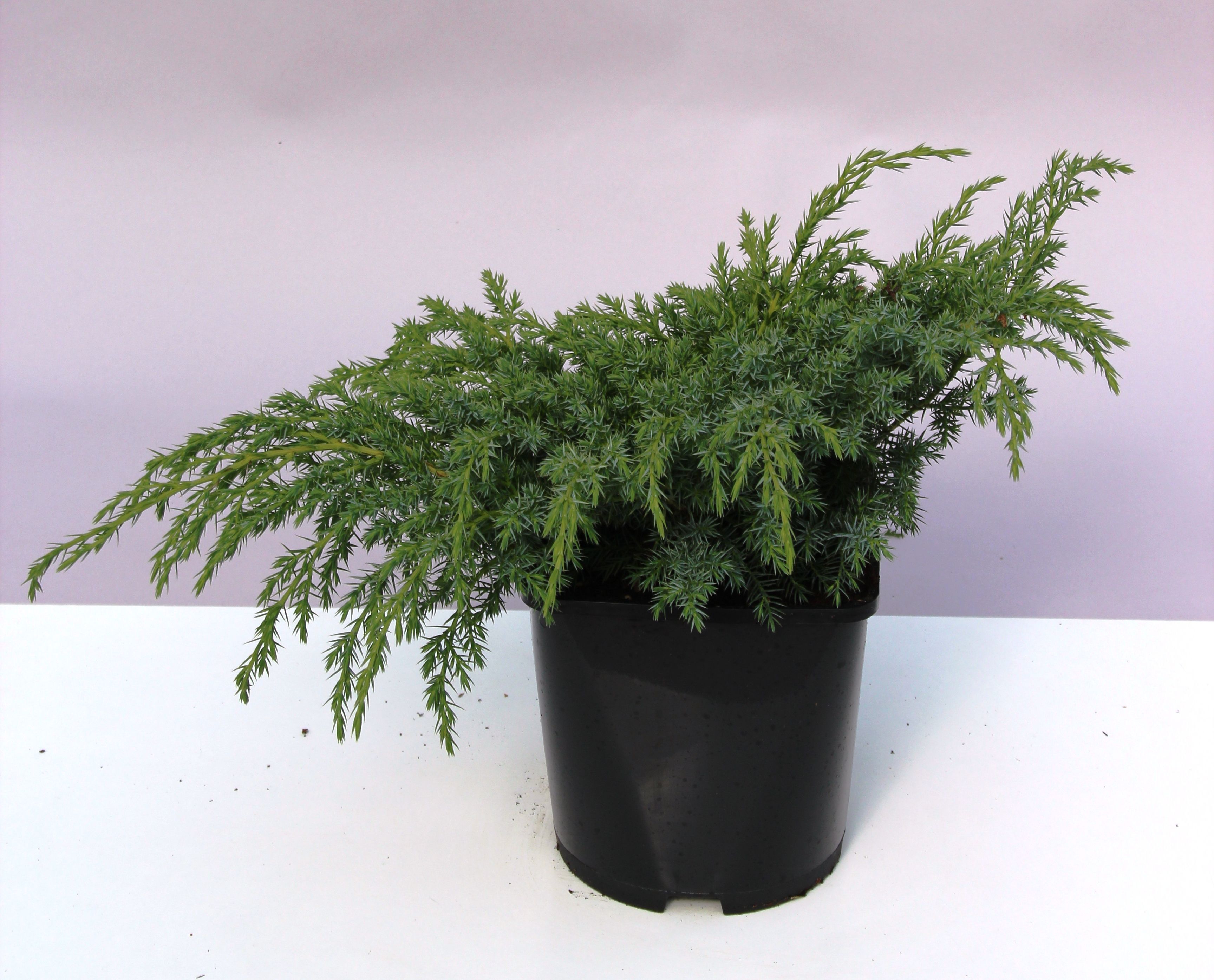 Изображение товара Растение Можжевельник ЧЕШУЙЧАТЫЙ БЛЮ СВИД С5 H25-30