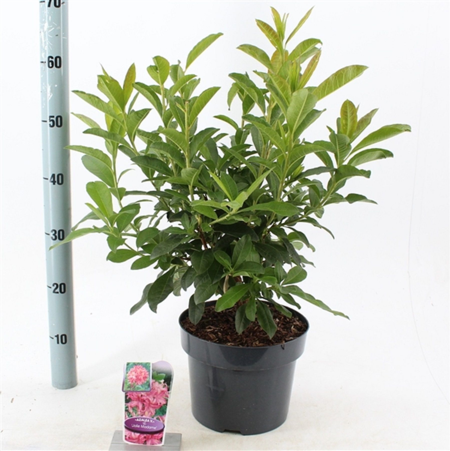 Изображение товара Рододендрон желтый мадам жоли 876136 C5 H40-50 декоративное растение для сада