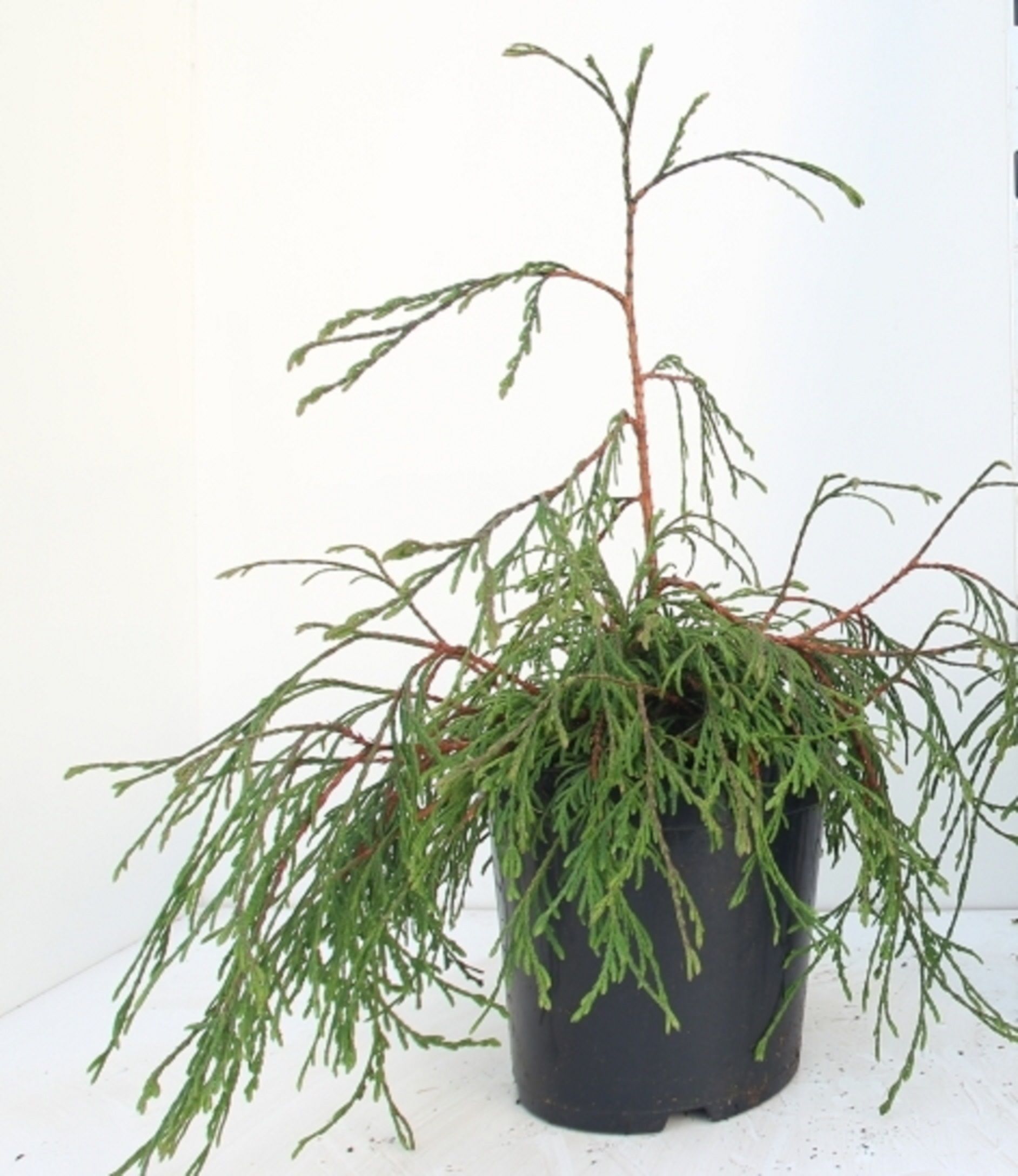 Изображение товара Растение туя складчатая Кагерс Бьюти 882557 С2 H20-25 для ландшафтного дизайна