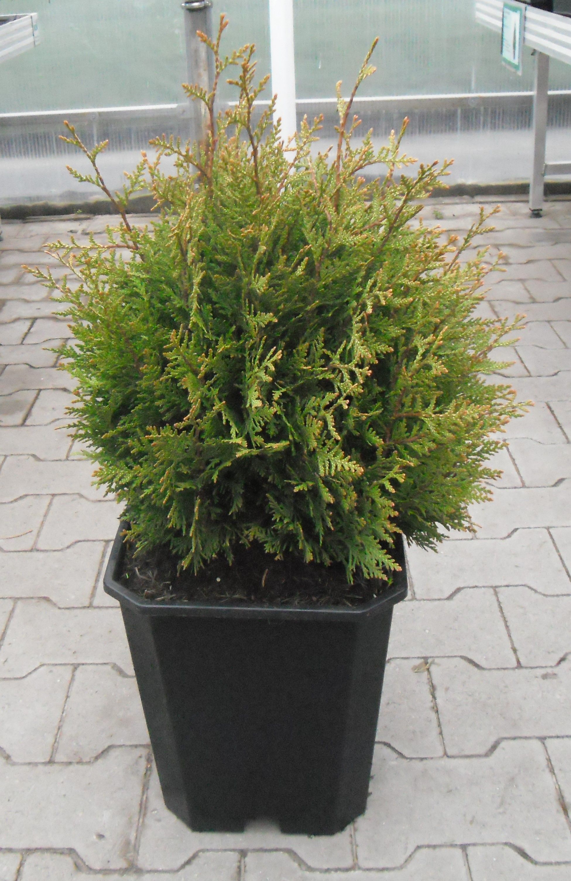 Изображение товара Растение Туя Складчатая Литл Бой C2 H20-25 - декоративный кустарник