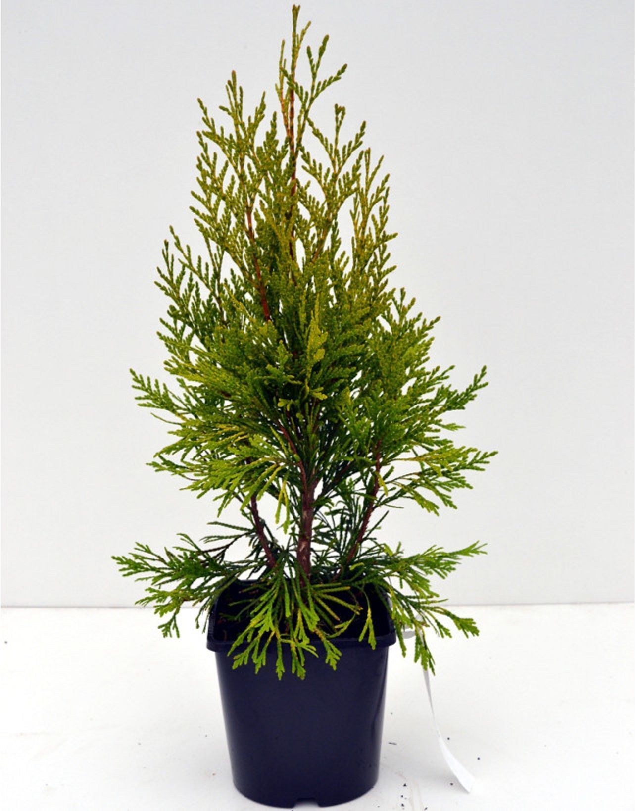 Изображение товара Туя складчатая форева - декоративное растение для сада