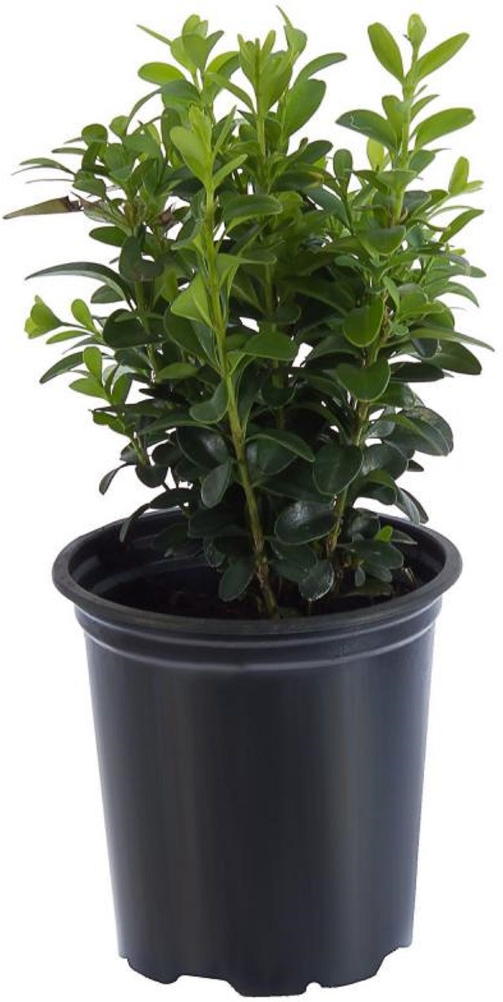 Изображение товара Растение Буксус семпервир арборесцен 878536 С1 H25-30 для интерьера