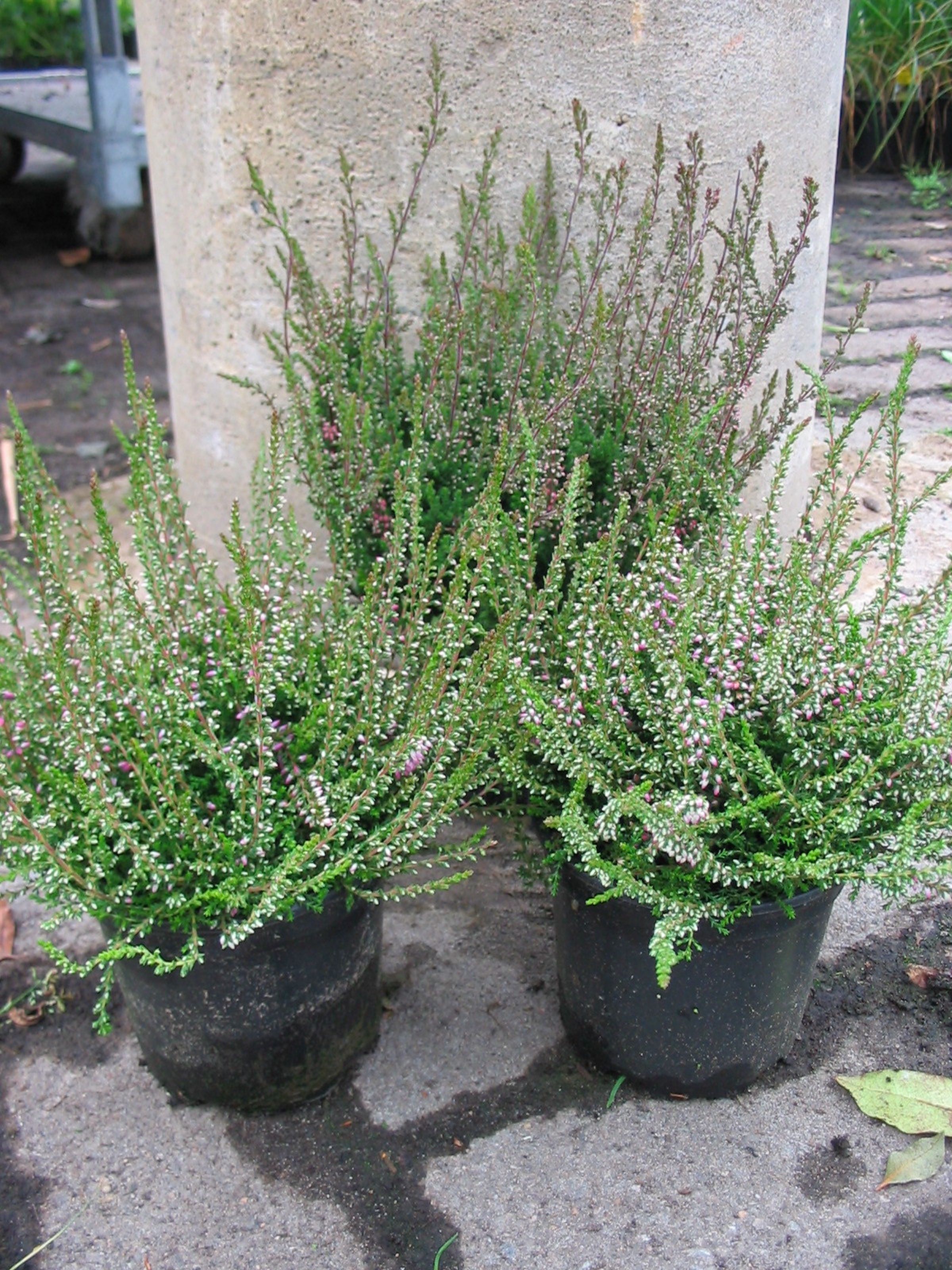 Изображение товара Растение Вереск СЕЗОННЫЙ С1 H15-20 зеленое декоративное для сада и дома