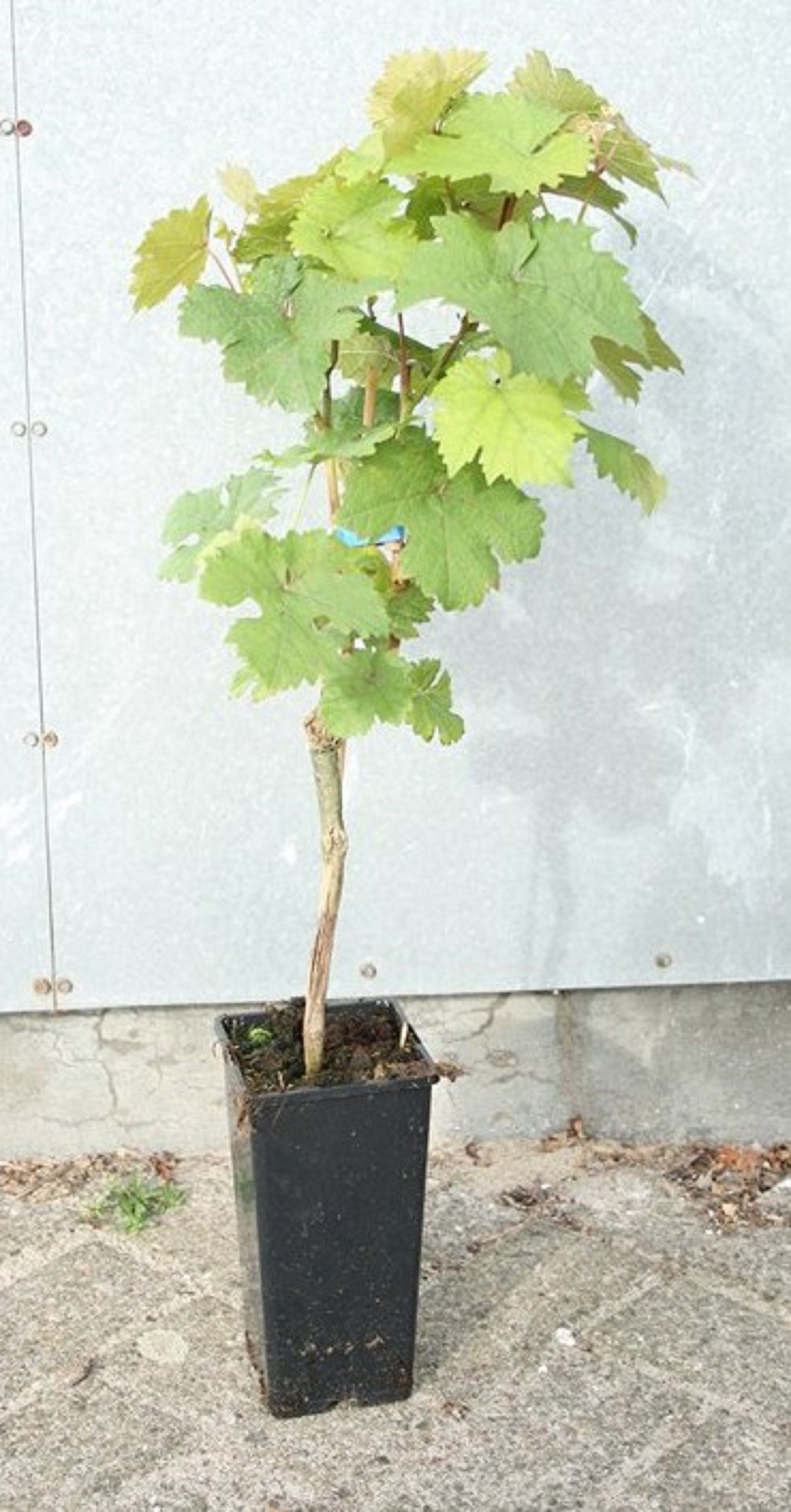 Изображение товара Виноград обыкновенный микс С2 H40 - растительное украшение сада