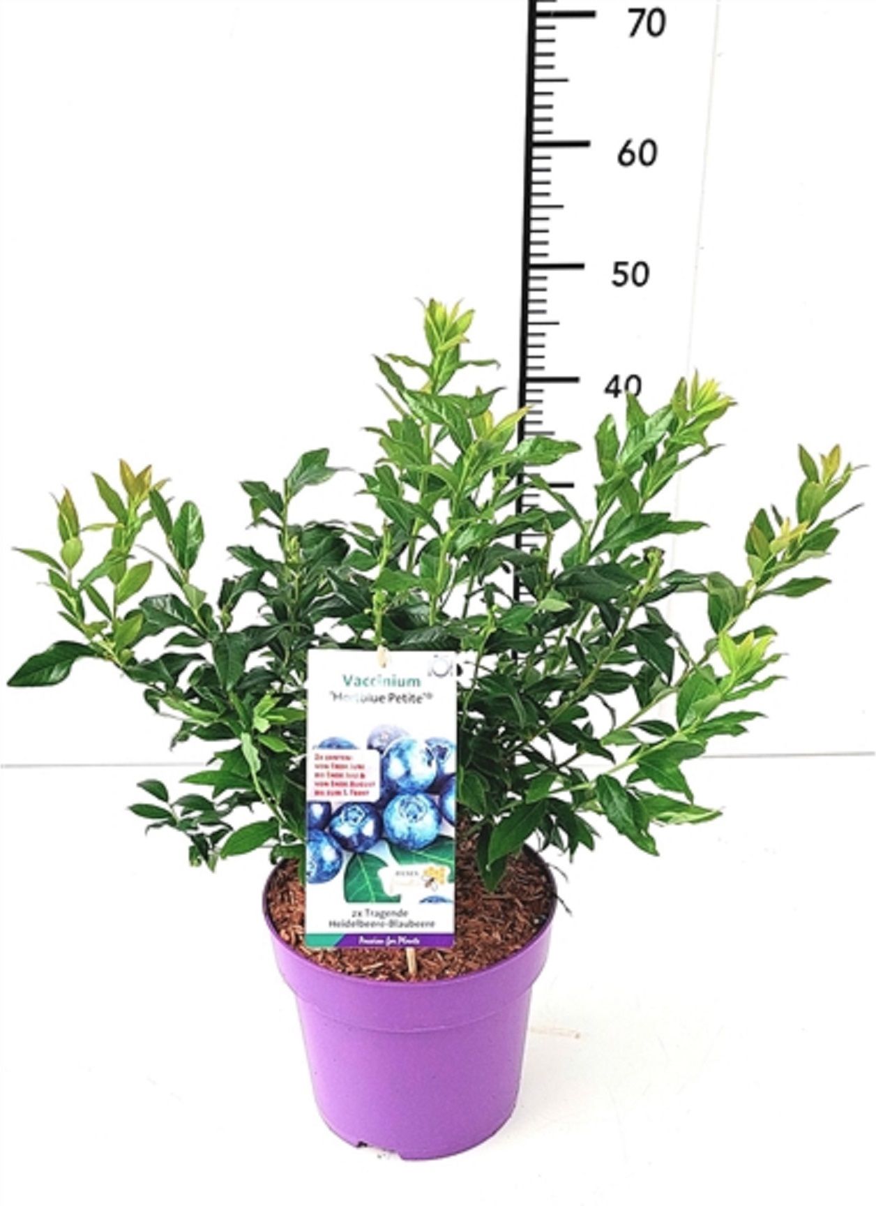 Изображение товара Растение Голубика свит джуси битс 879007 С5 H40-50 высококачественный кустарник