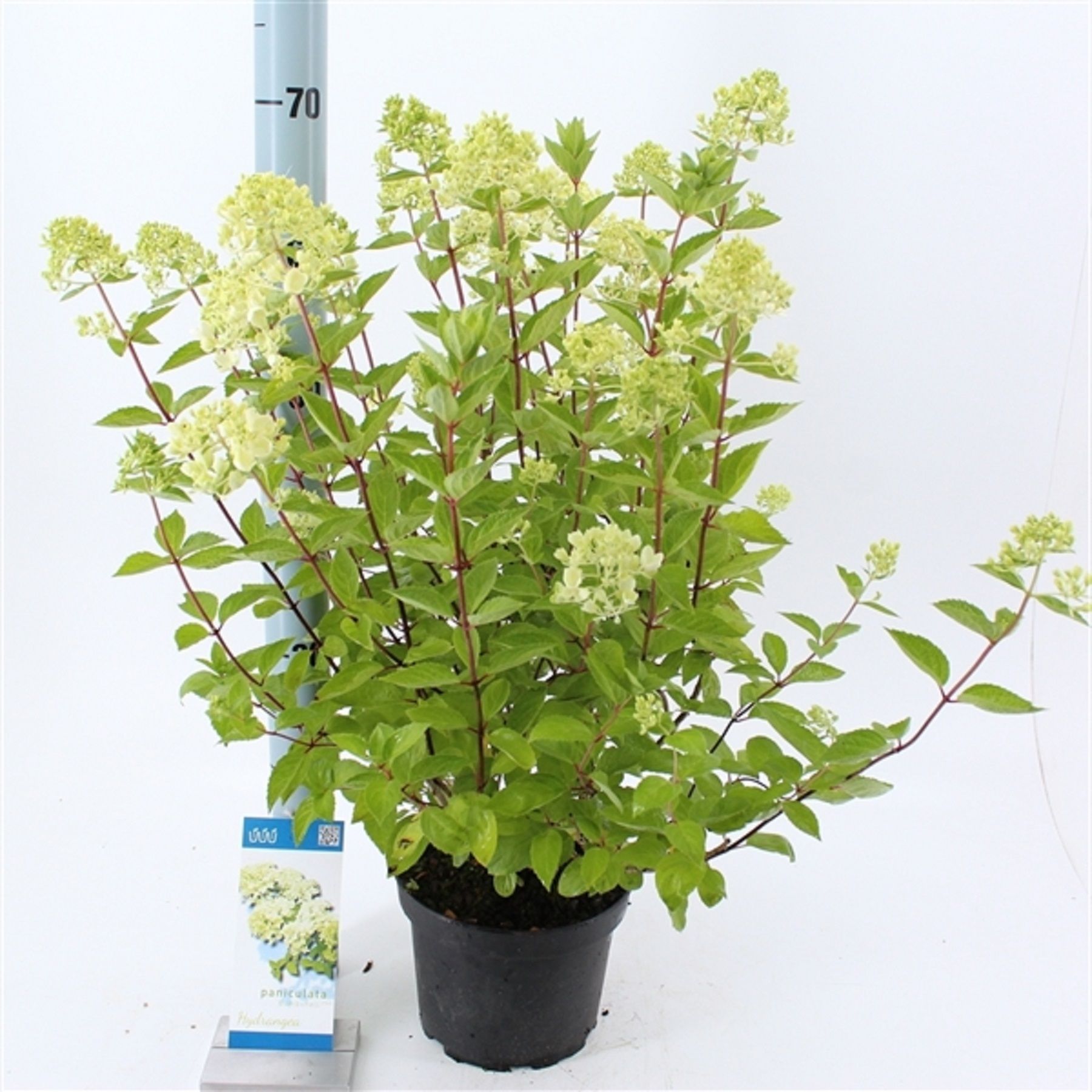 Изображение товара Декоративное растение Гортензия бомбшелл 877768 С5 H50-60