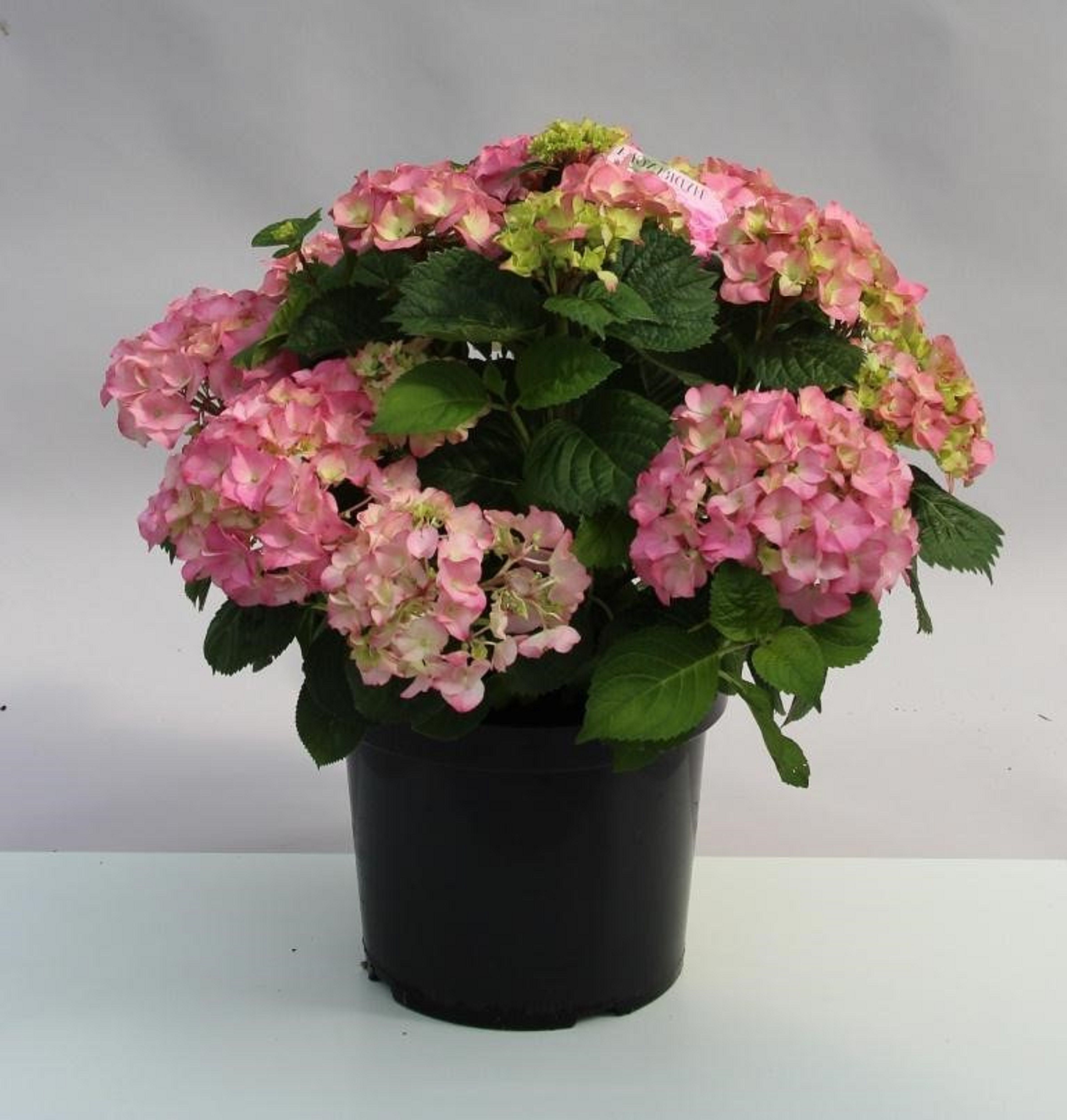 Изображение товара Растение Гортензия рок энд ролл 877355 С5 H30-40 - декоративное растение для сада и интерьера
