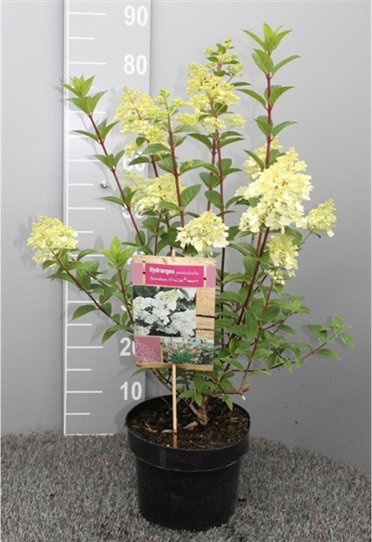 Изображение товара Растение Гортензия сандей фрейз 877829 С5 H50-60